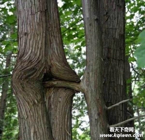 ���������̫�������Ǵ���Ȼ̫����